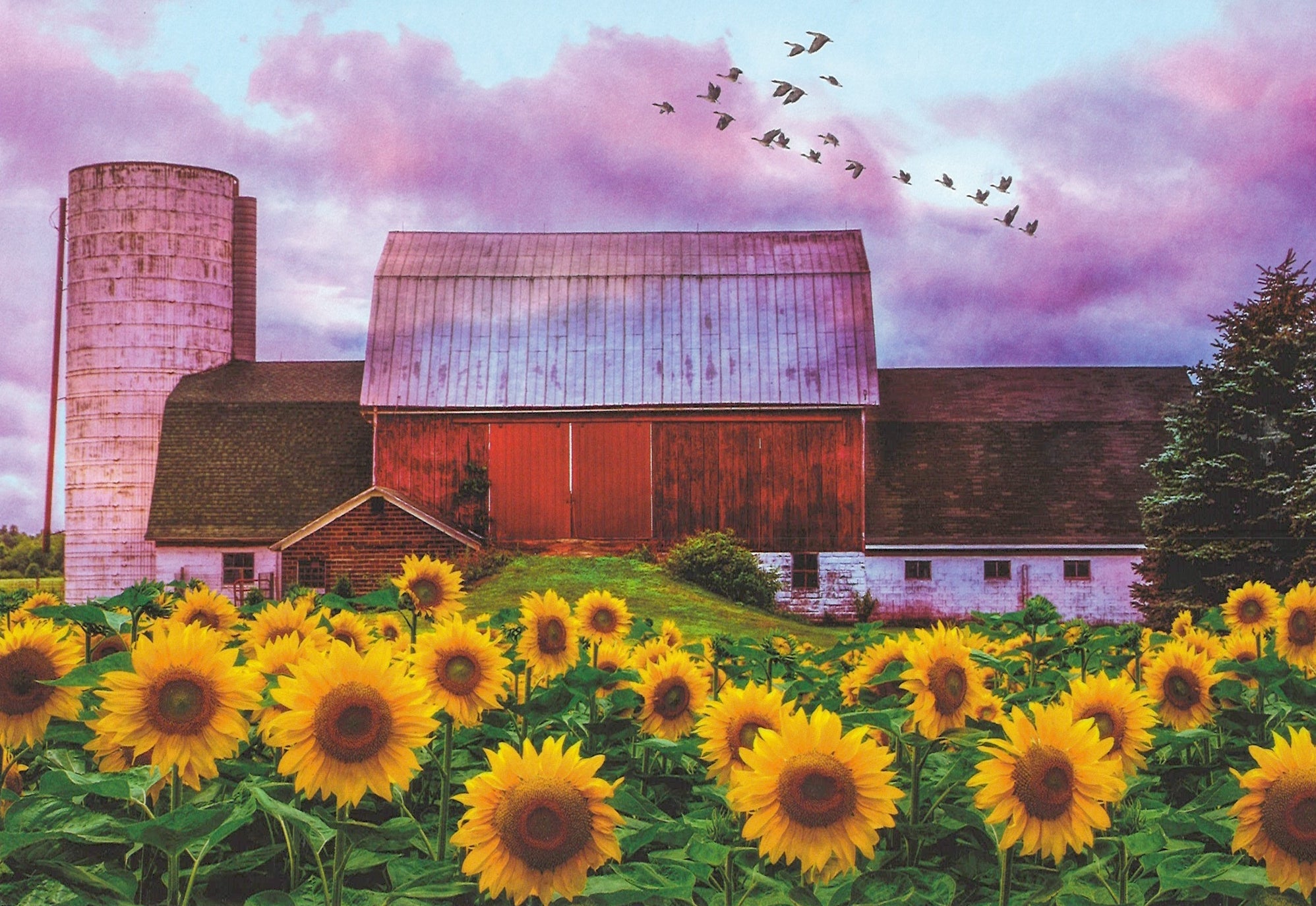 Sunflower Barn Greeting Card  -  Blank Card