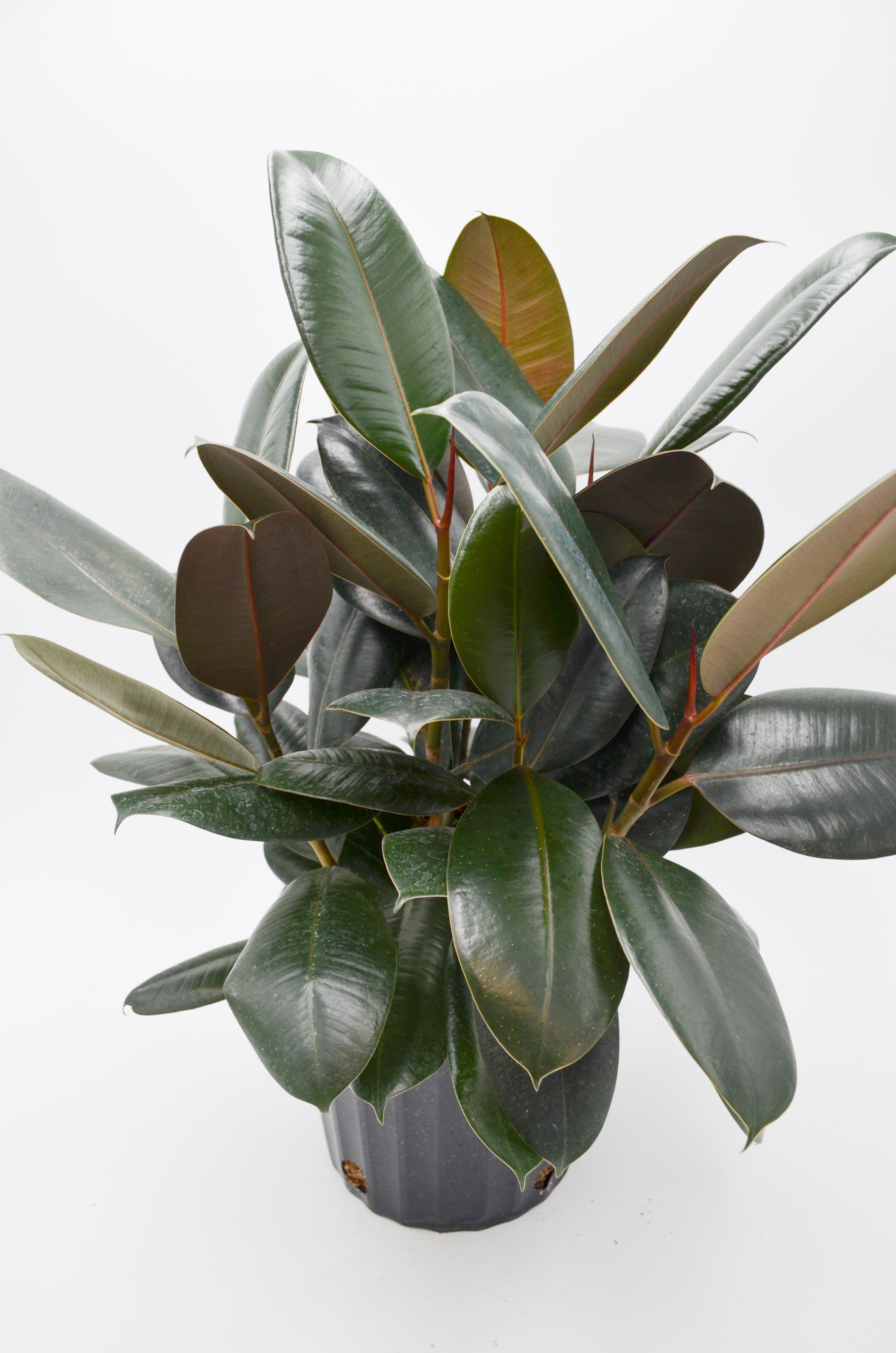 Rubber Tree 'Burgundy' (Ficus elastica)