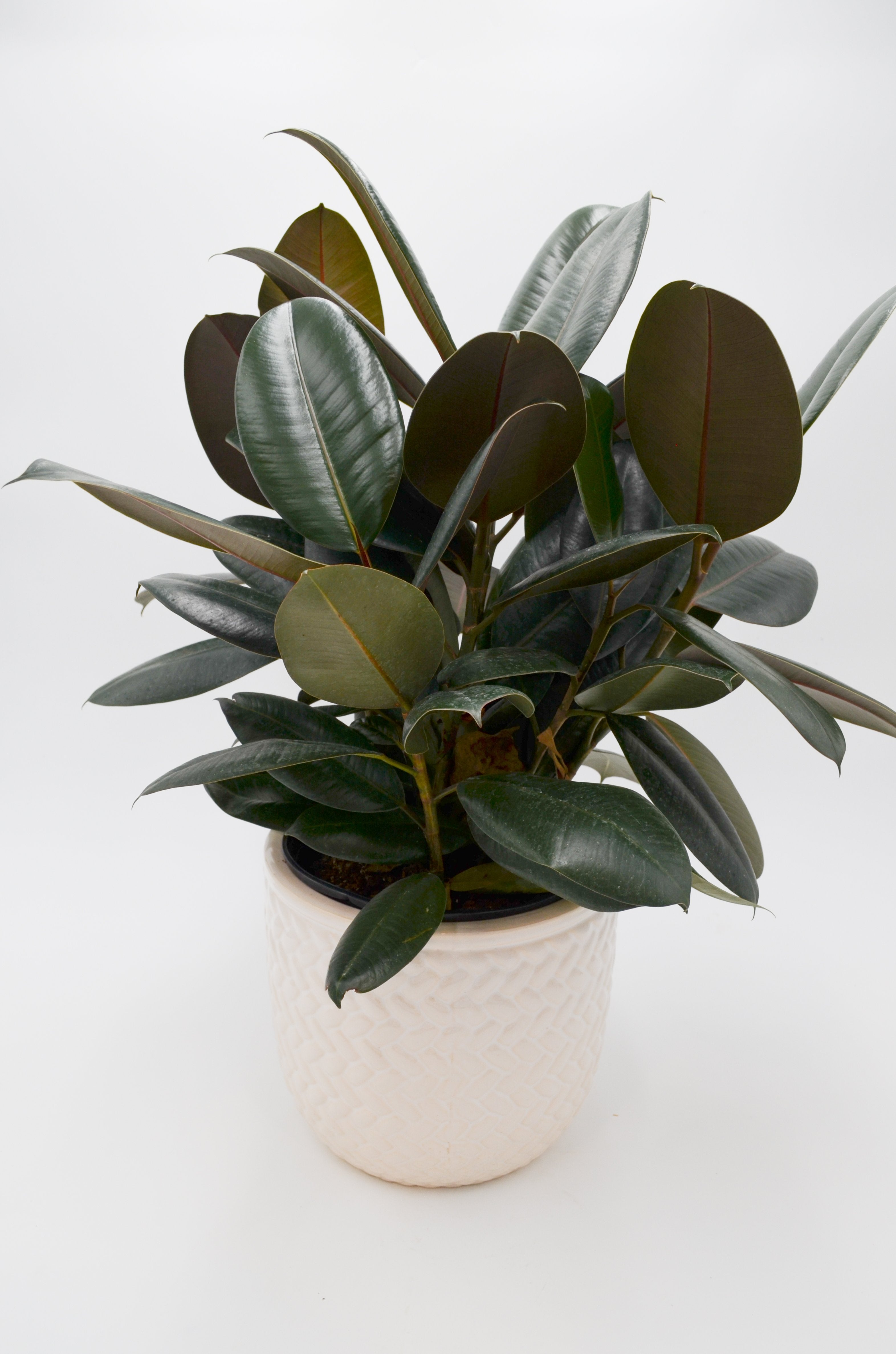 Rubber Tree 'Burgundy' (Ficus elastica)