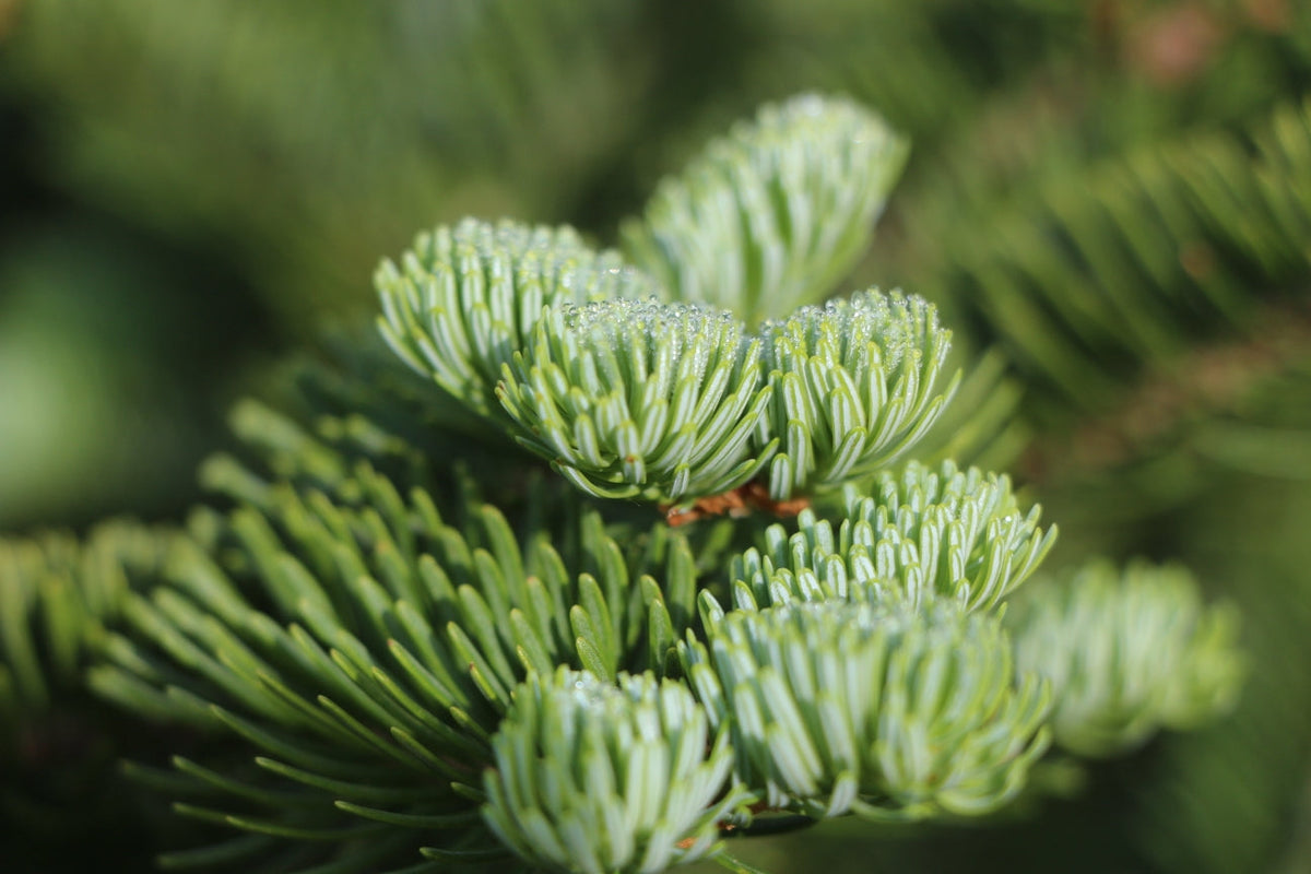 Living Christmas Tree  Seed Grow Kit