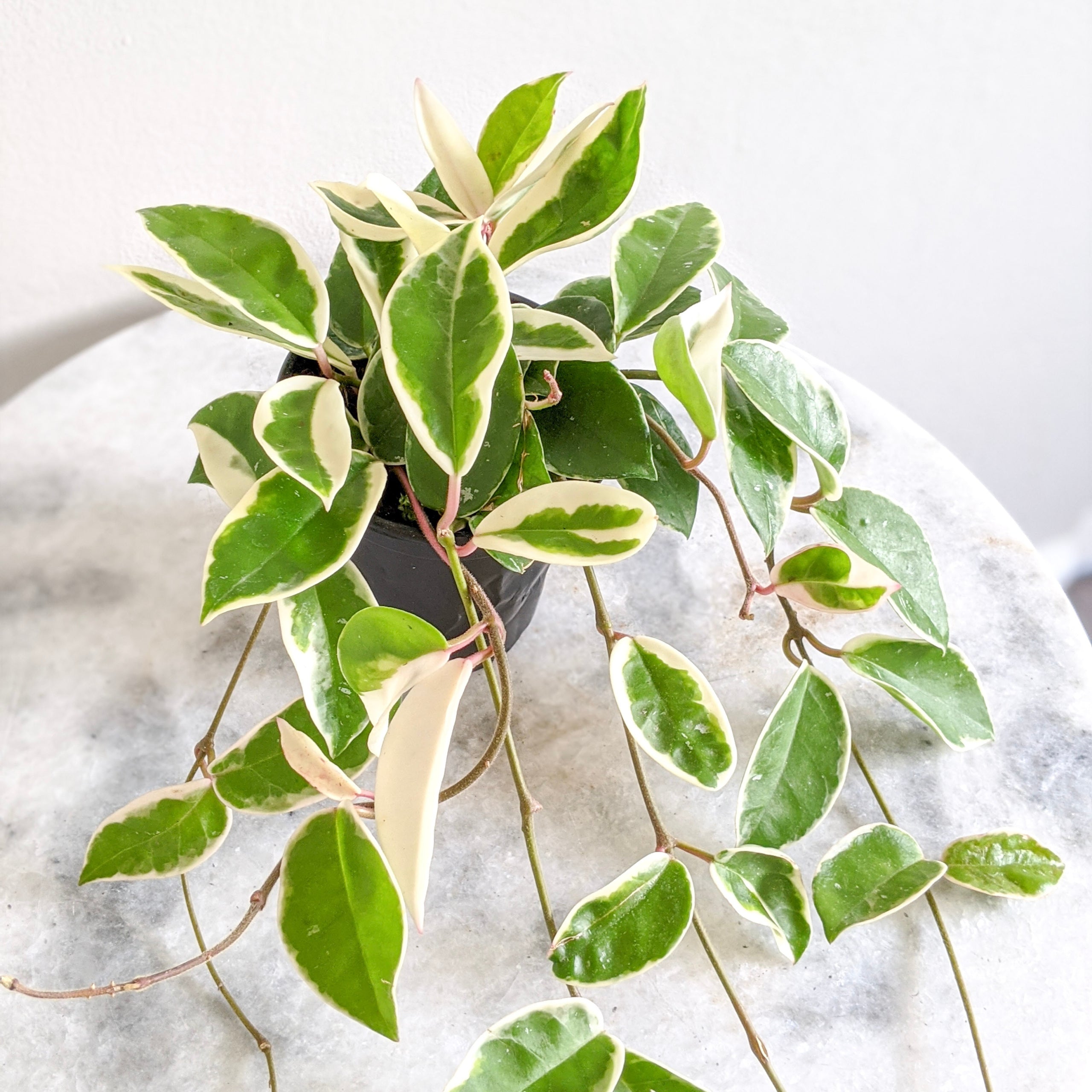 Hoya Krimson Queen