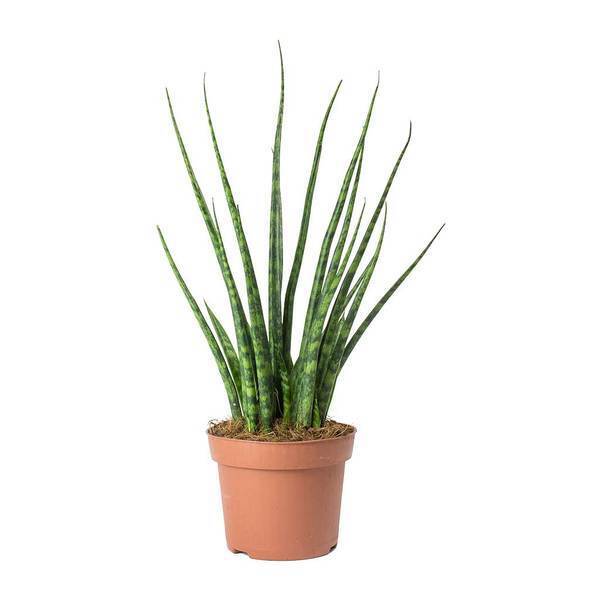 Sansevieria Mikado 'Fernwood'