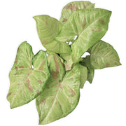 Arrowhead Vine Milk Confetti (Syngonium)