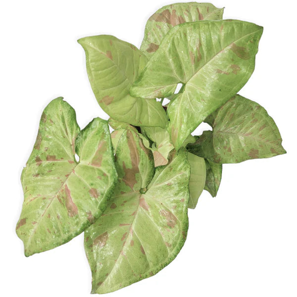 Arrowhead Vine Milk Confetti (Syngonium)