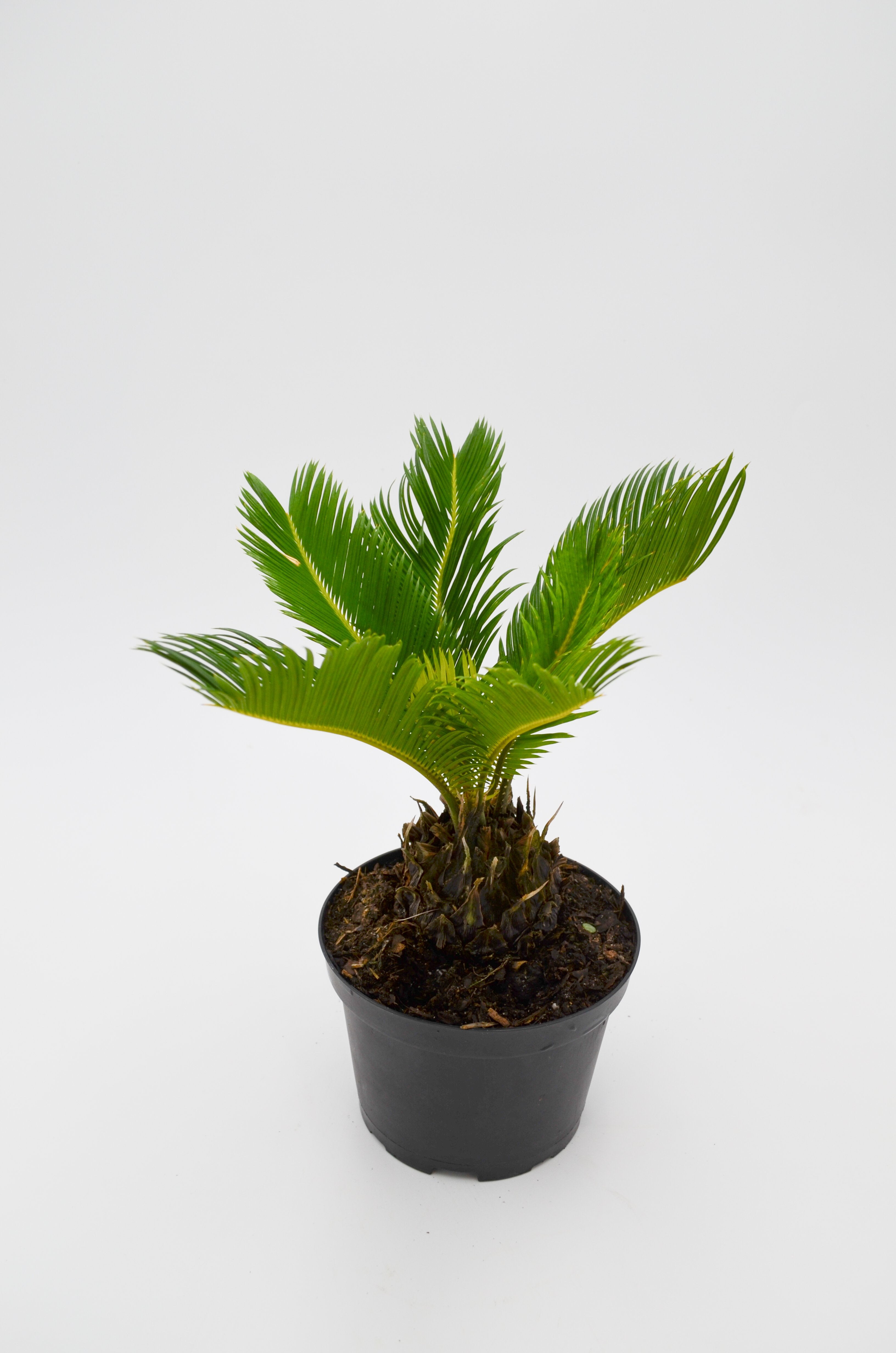Sago Palm (Cycas revoluta)