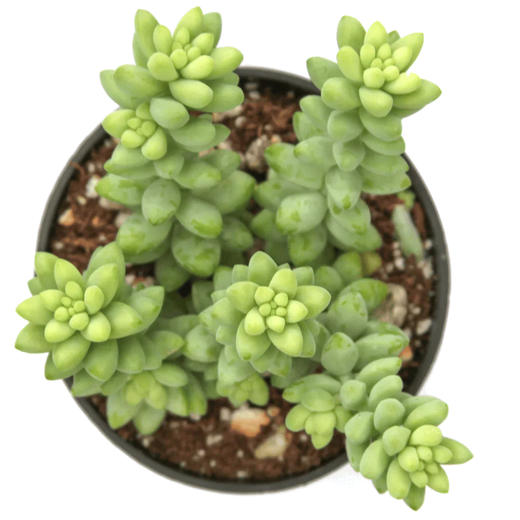 Burro's Tails (sedum morganianum)