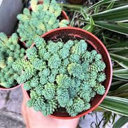 Sedum Dasyphyllum "Stonecrop"