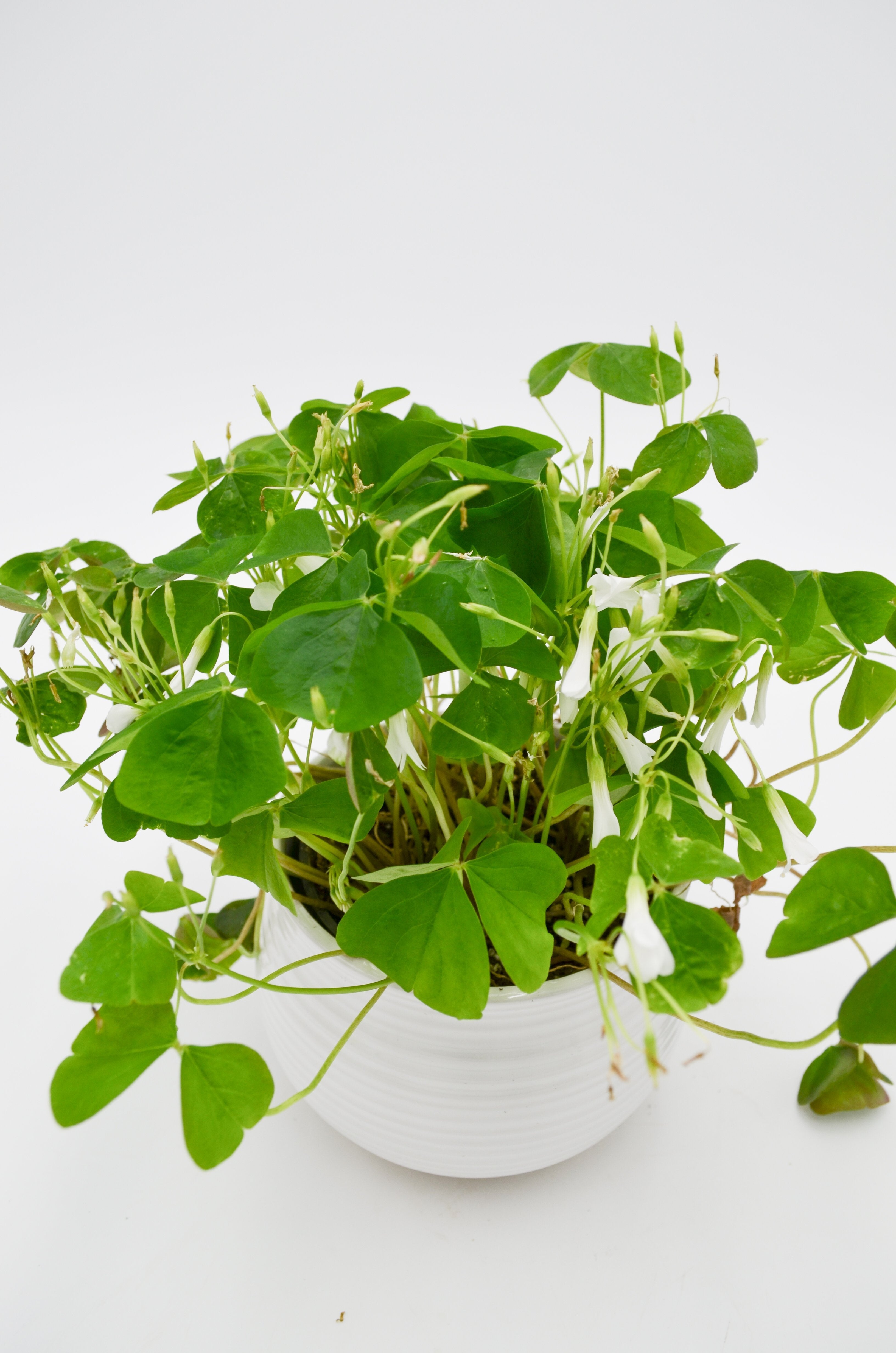 Shamrock Plant (Oxalis)