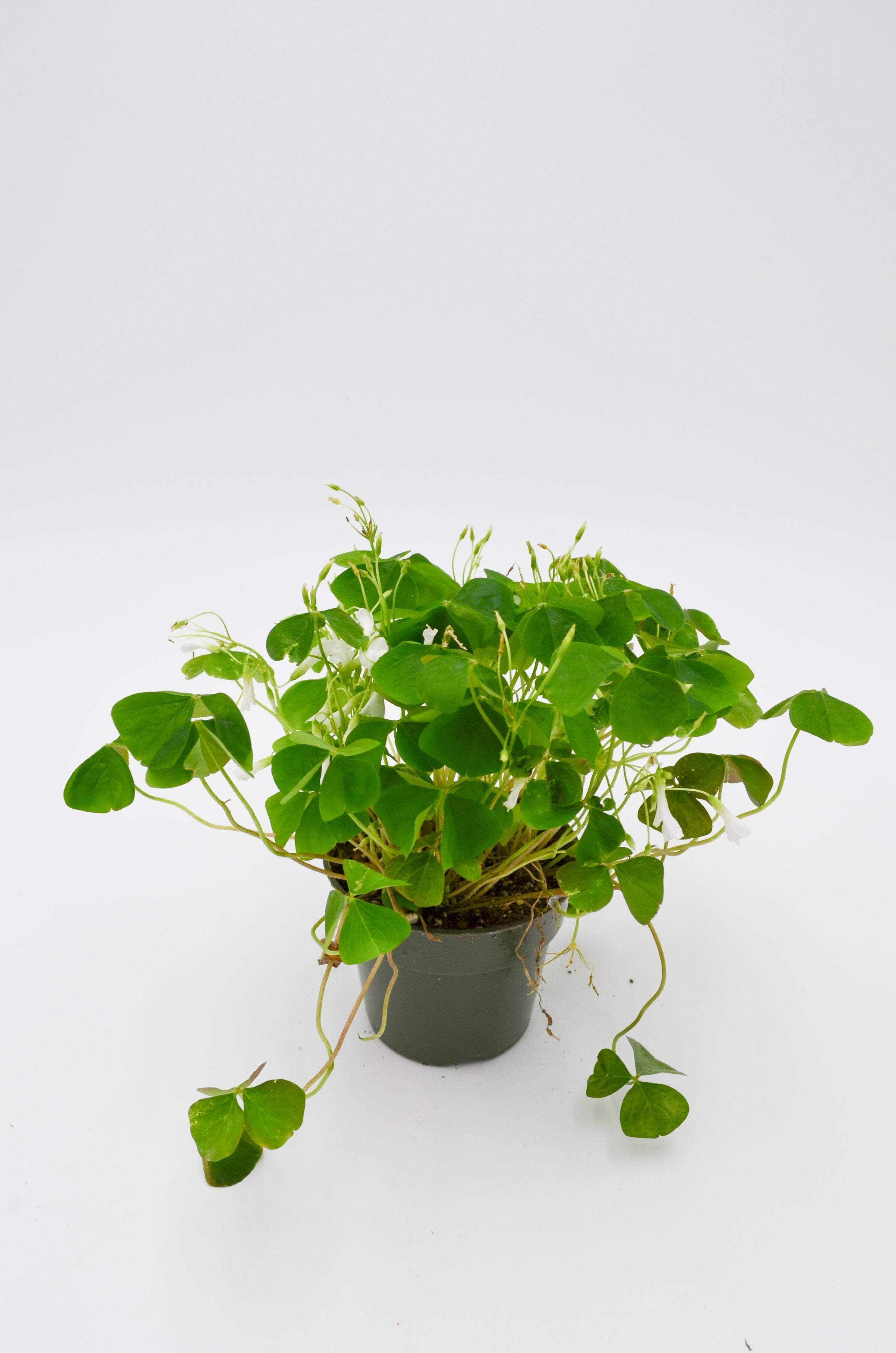 Shamrock Plant (Oxalis)