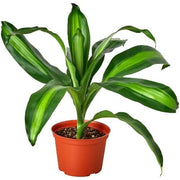 Dracaena 'Massangeana'