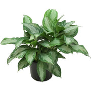 Chinese Evergreen 'Silverado'