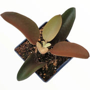 Kalanchoe 'Copper Spoons'