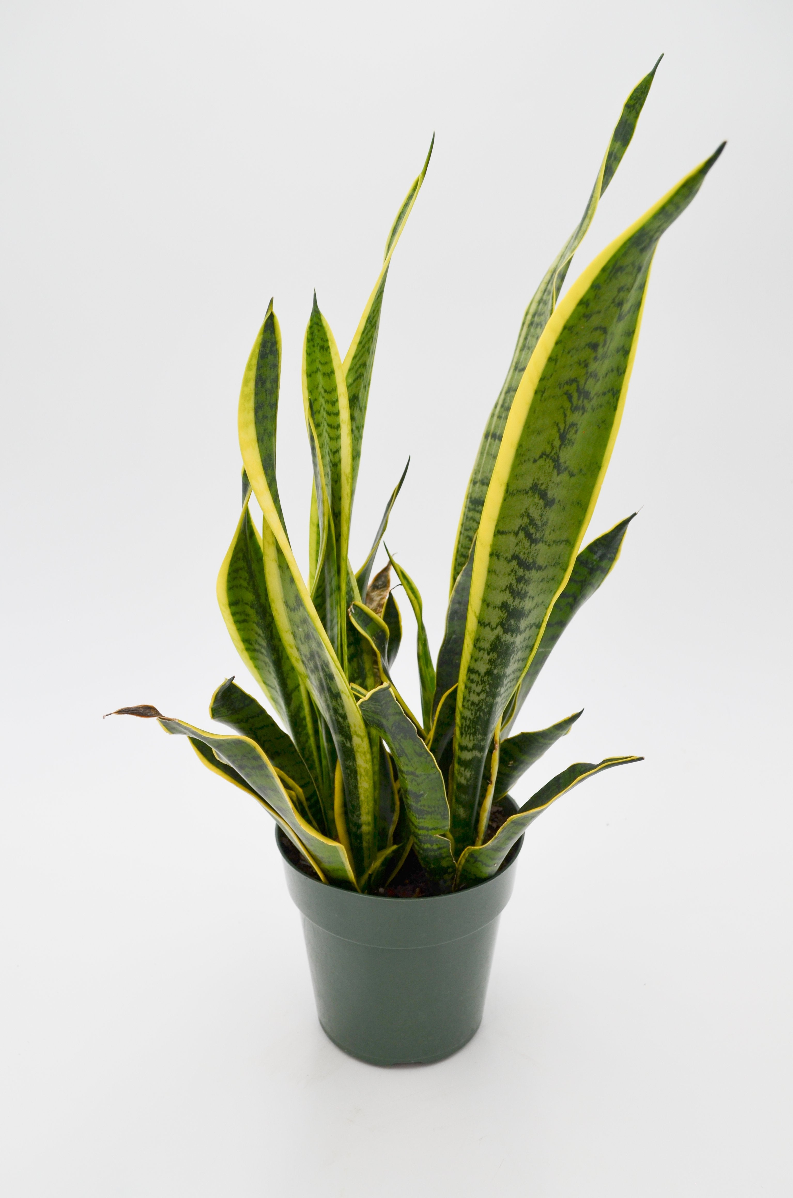 Snake Plant, Green + Yellow (Sansevieria trifasciata)