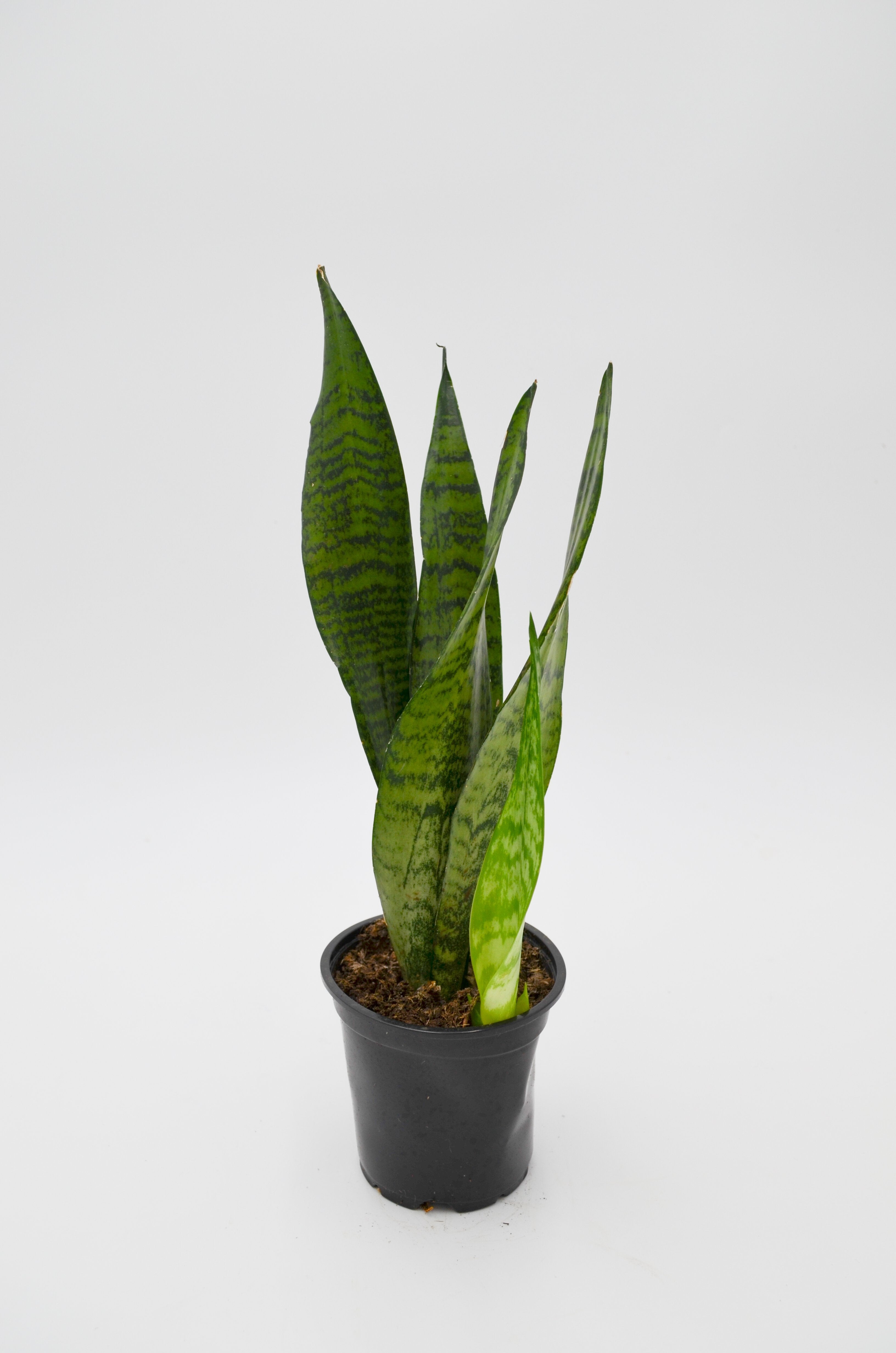 Snake Plant, Green (Sansevieria trifasciata)
