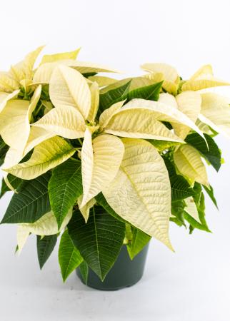 Poinsettia