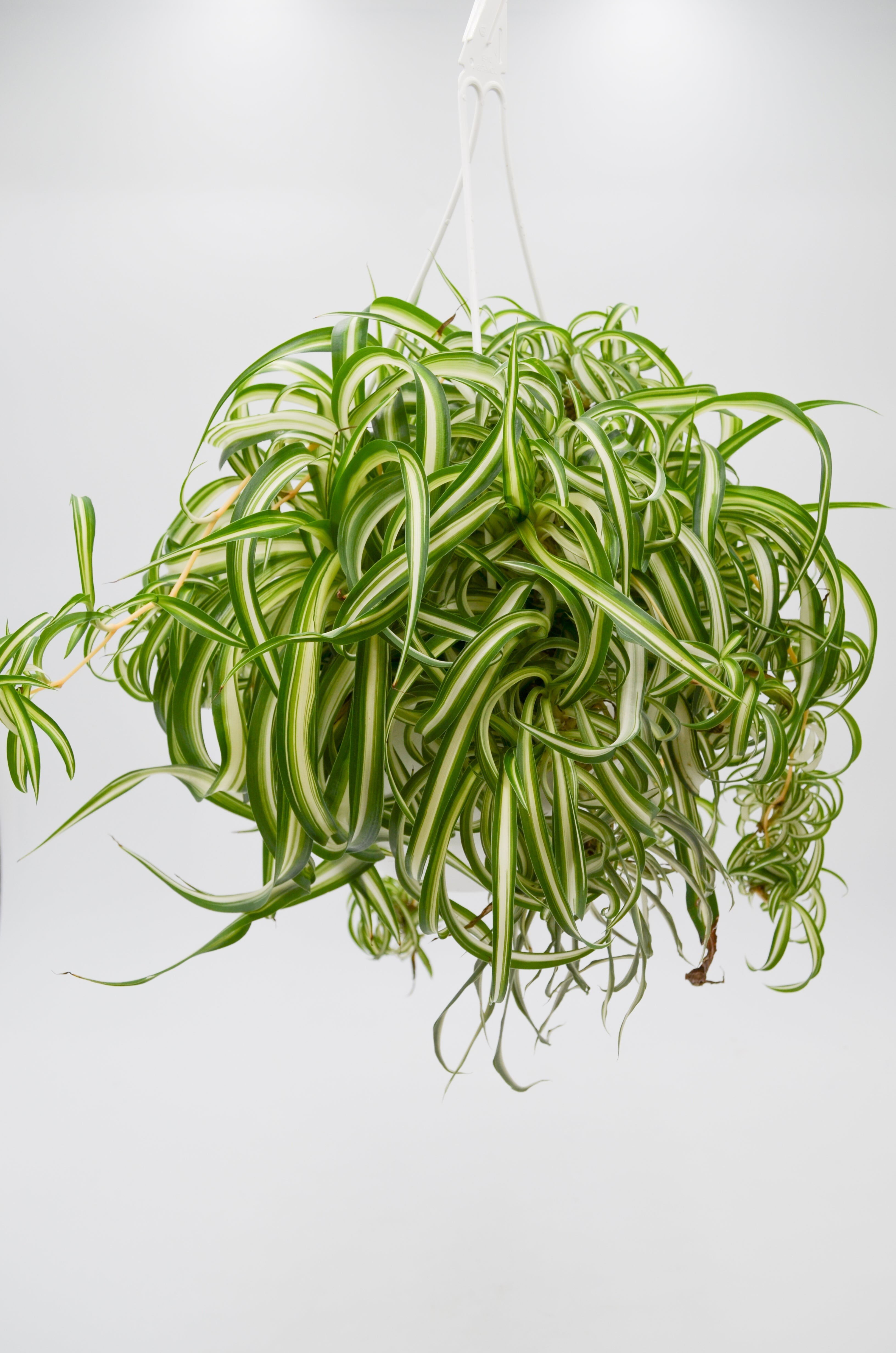 Curly Spider Plant "Bonnie" (Chlorophytum comosum)