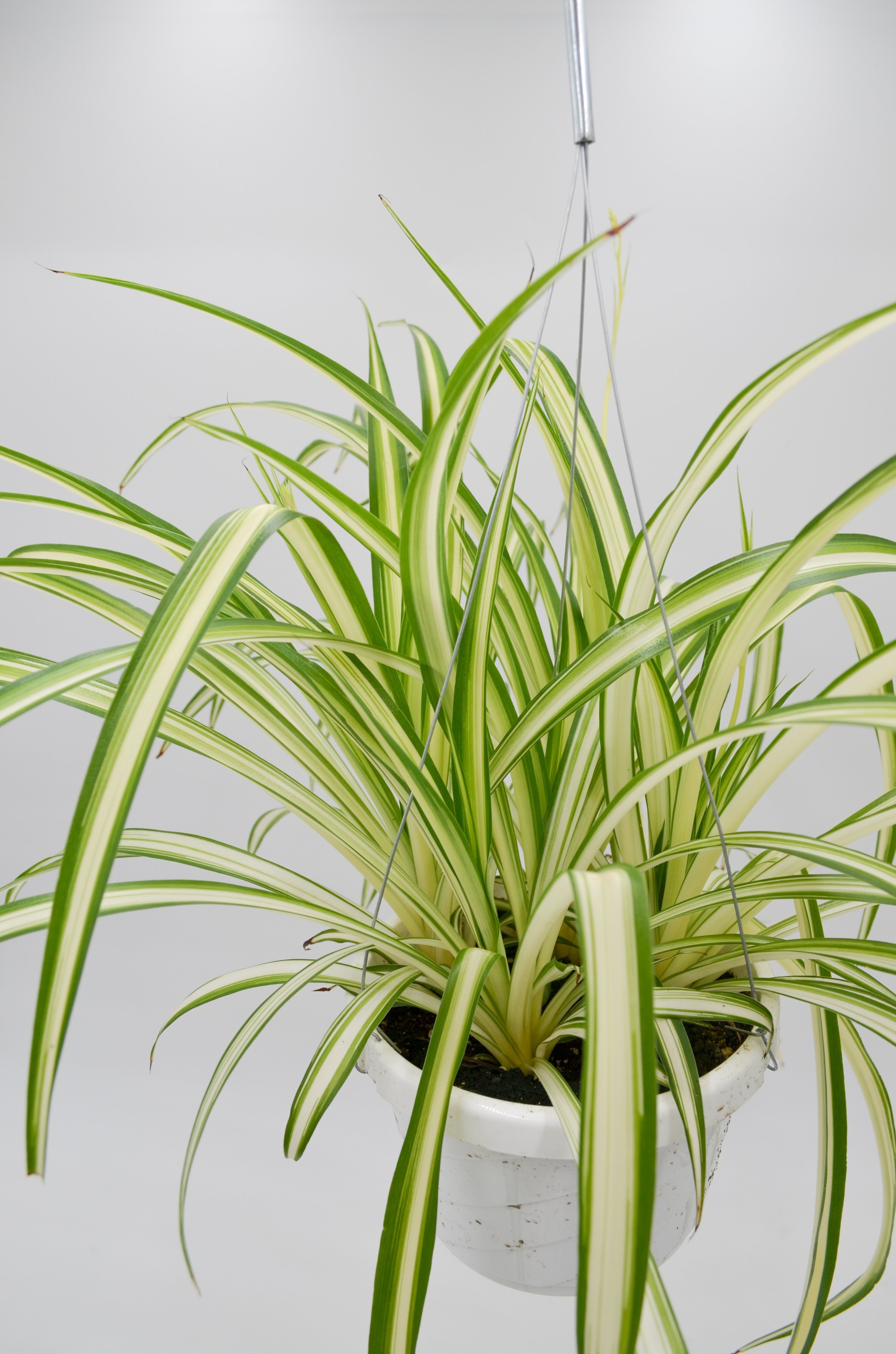Spider Plant (Chlorophytum comosum)