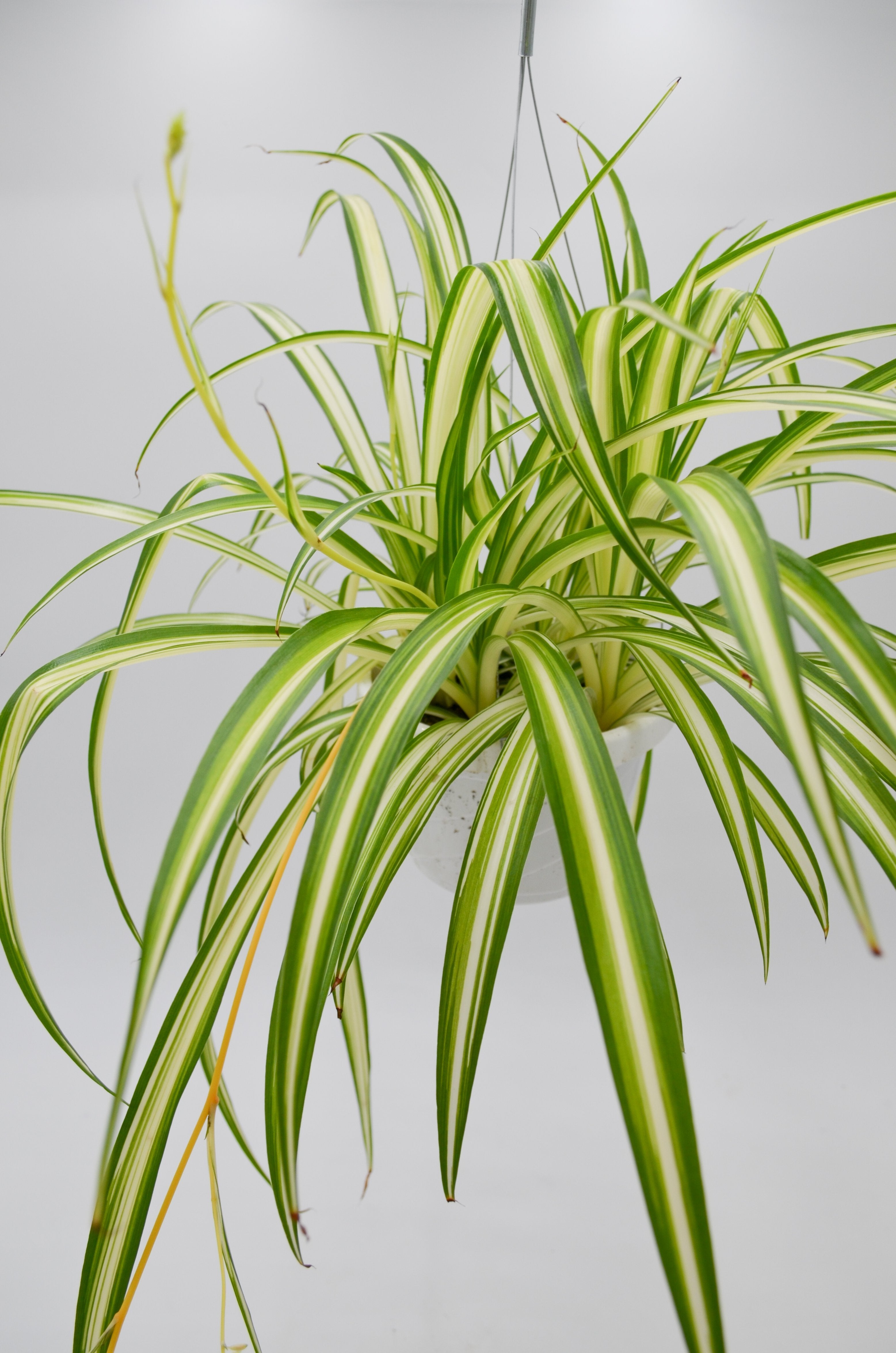 Spider Plant (Chlorophytum comosum)