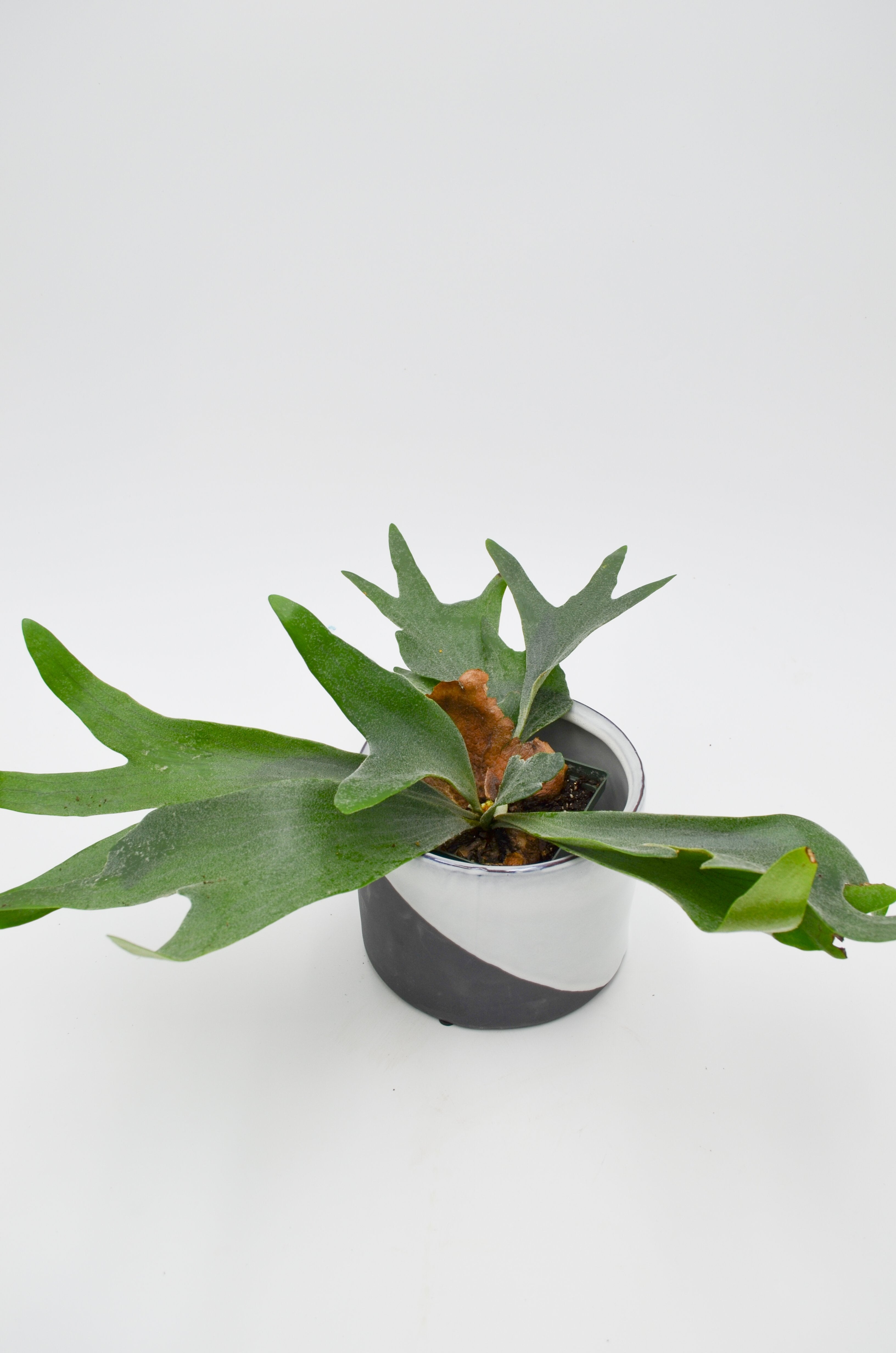 Staghorn Fern (Platycerium)