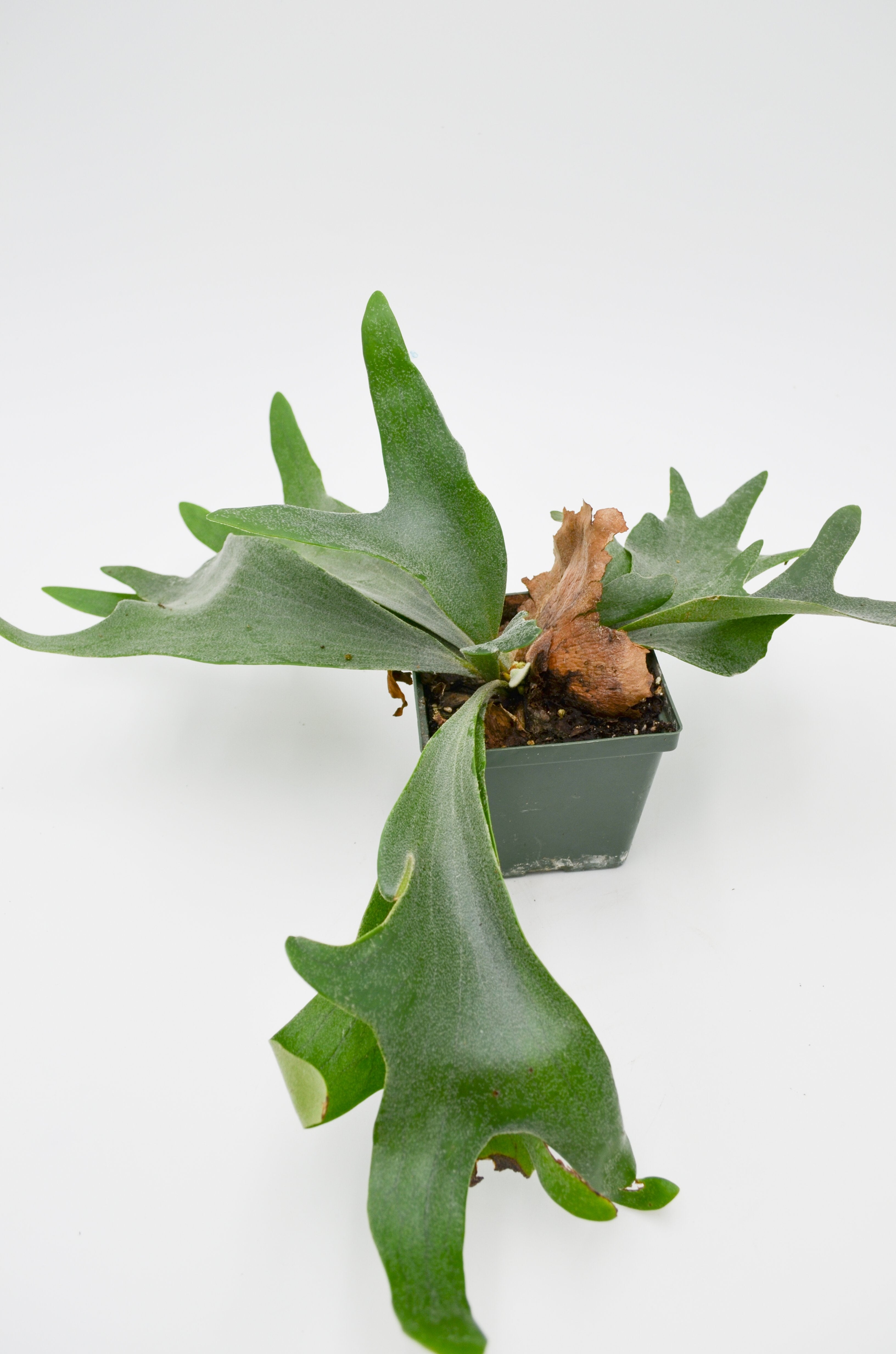 Staghorn Fern (Platycerium)