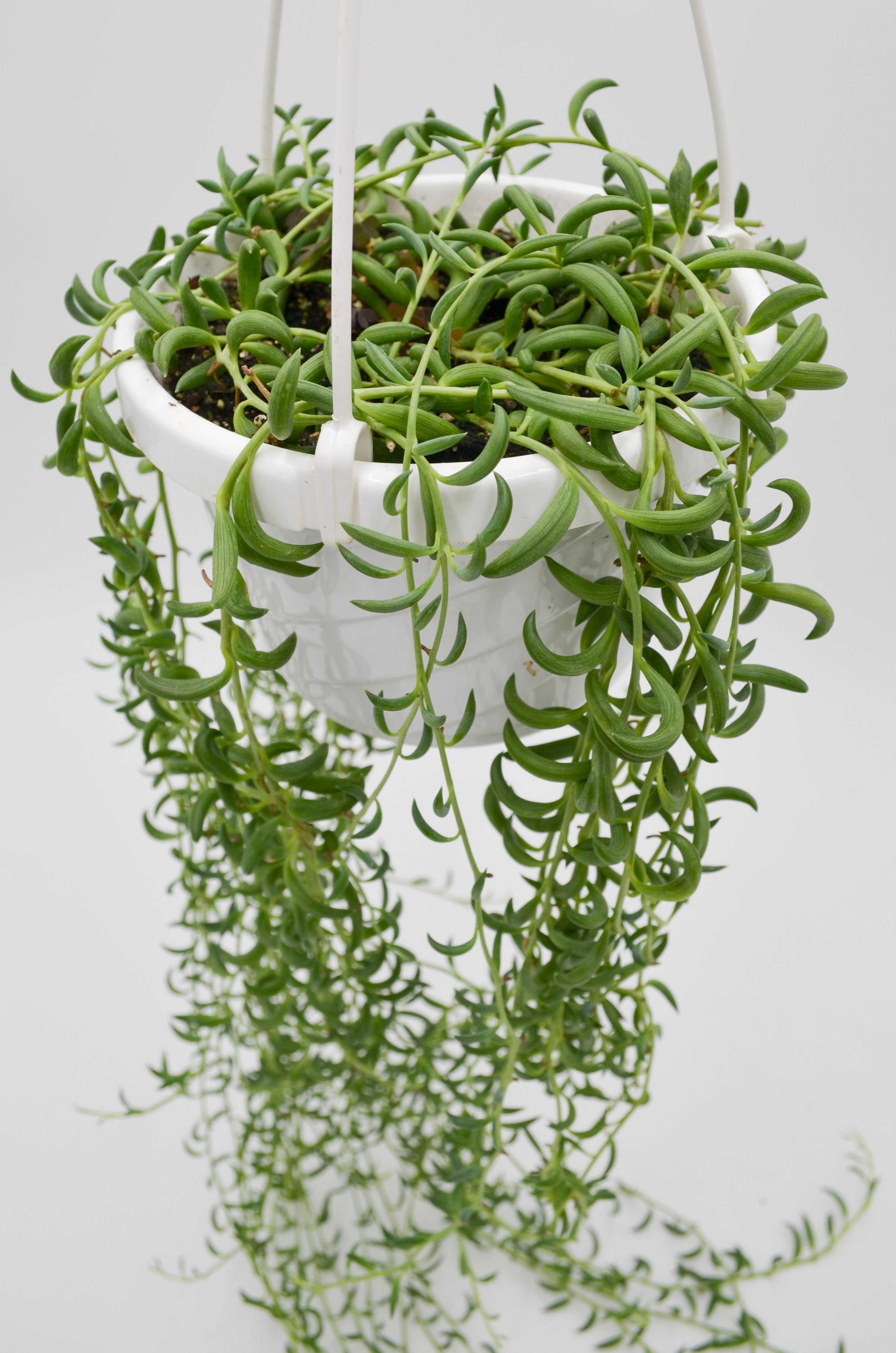 String of Bananas (Senecio rowleyanus)