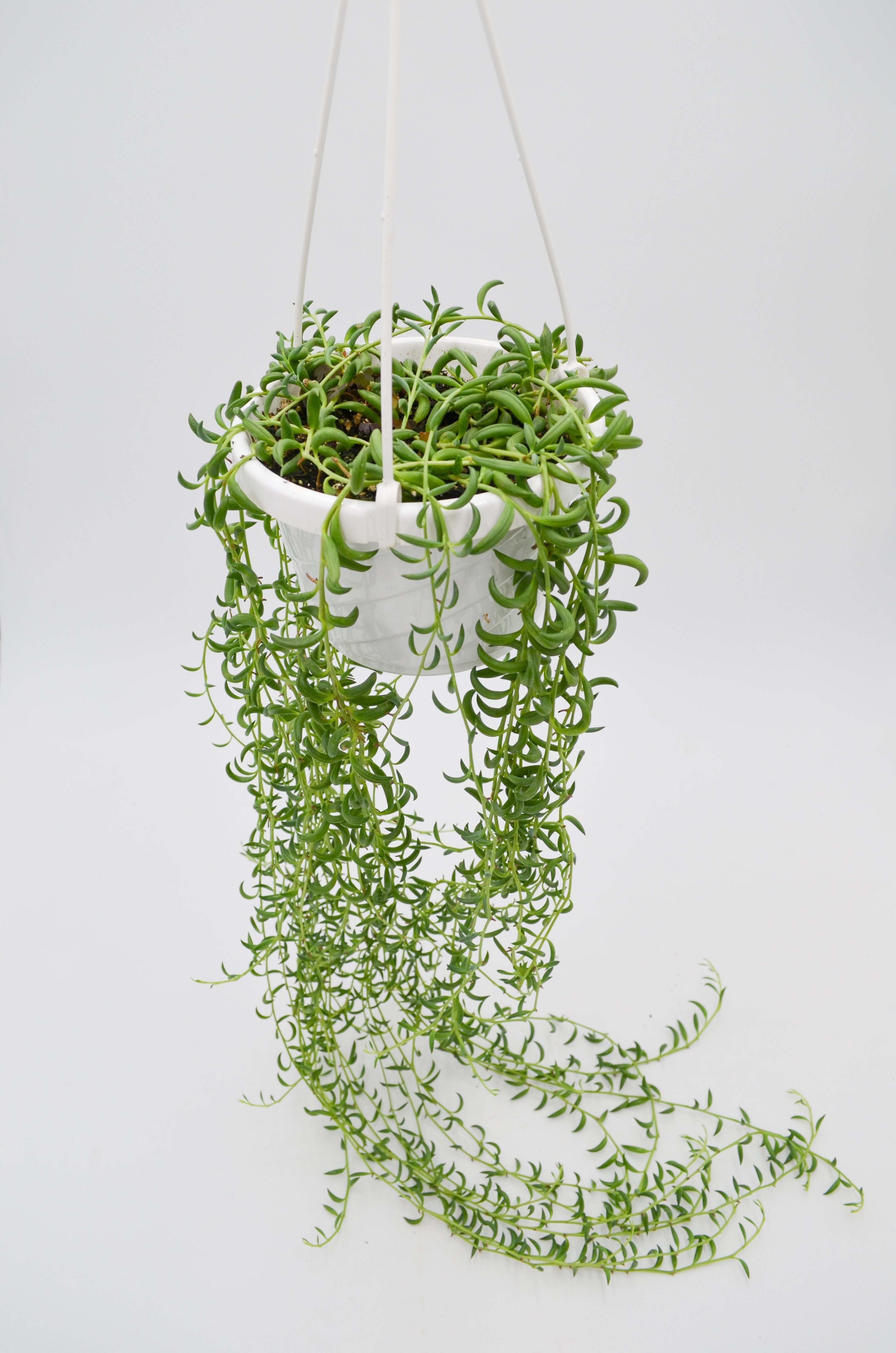 String of Bananas (Senecio rowleyanus)