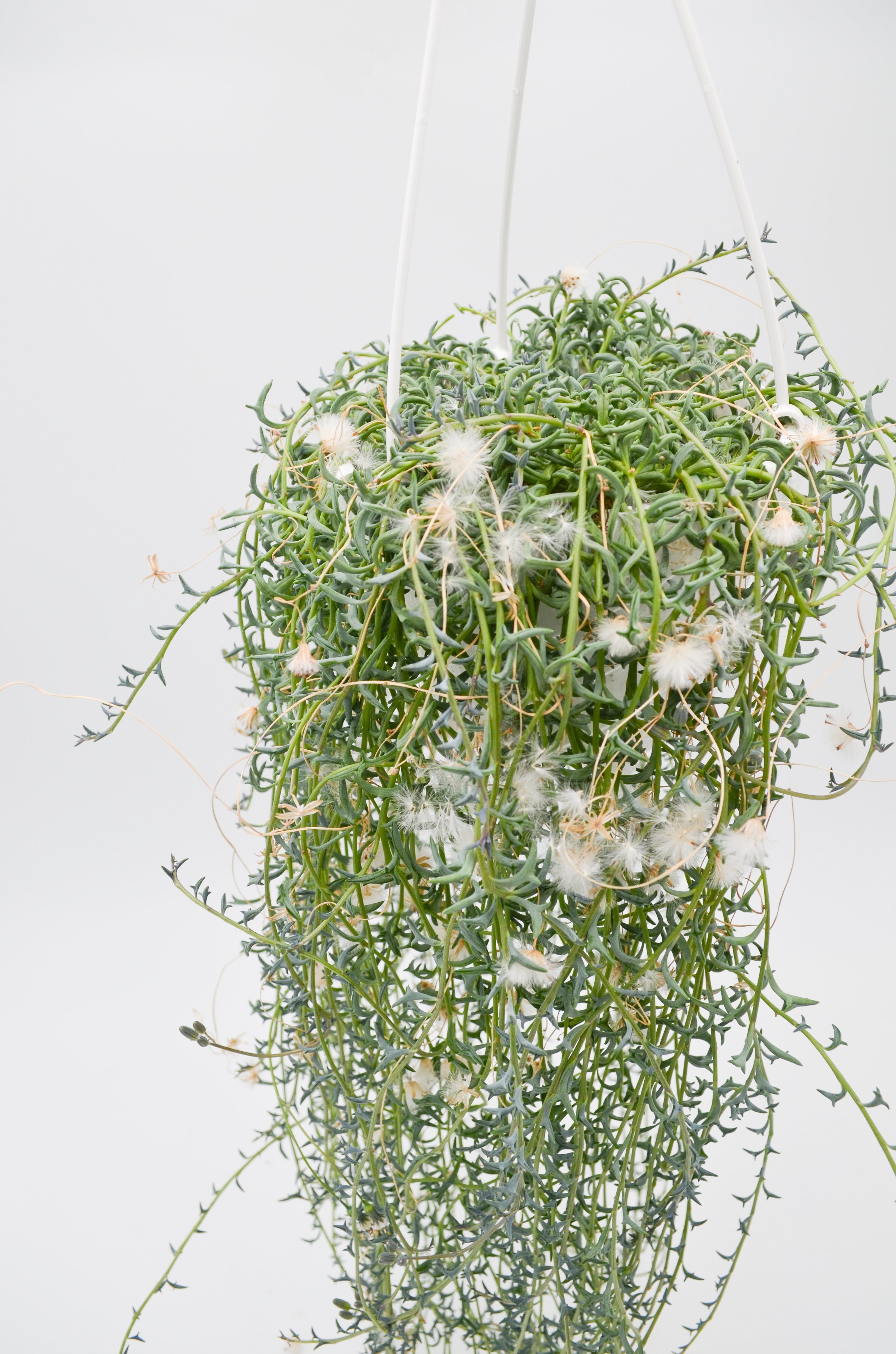 String of Dolphins (Senecio peregrinus)