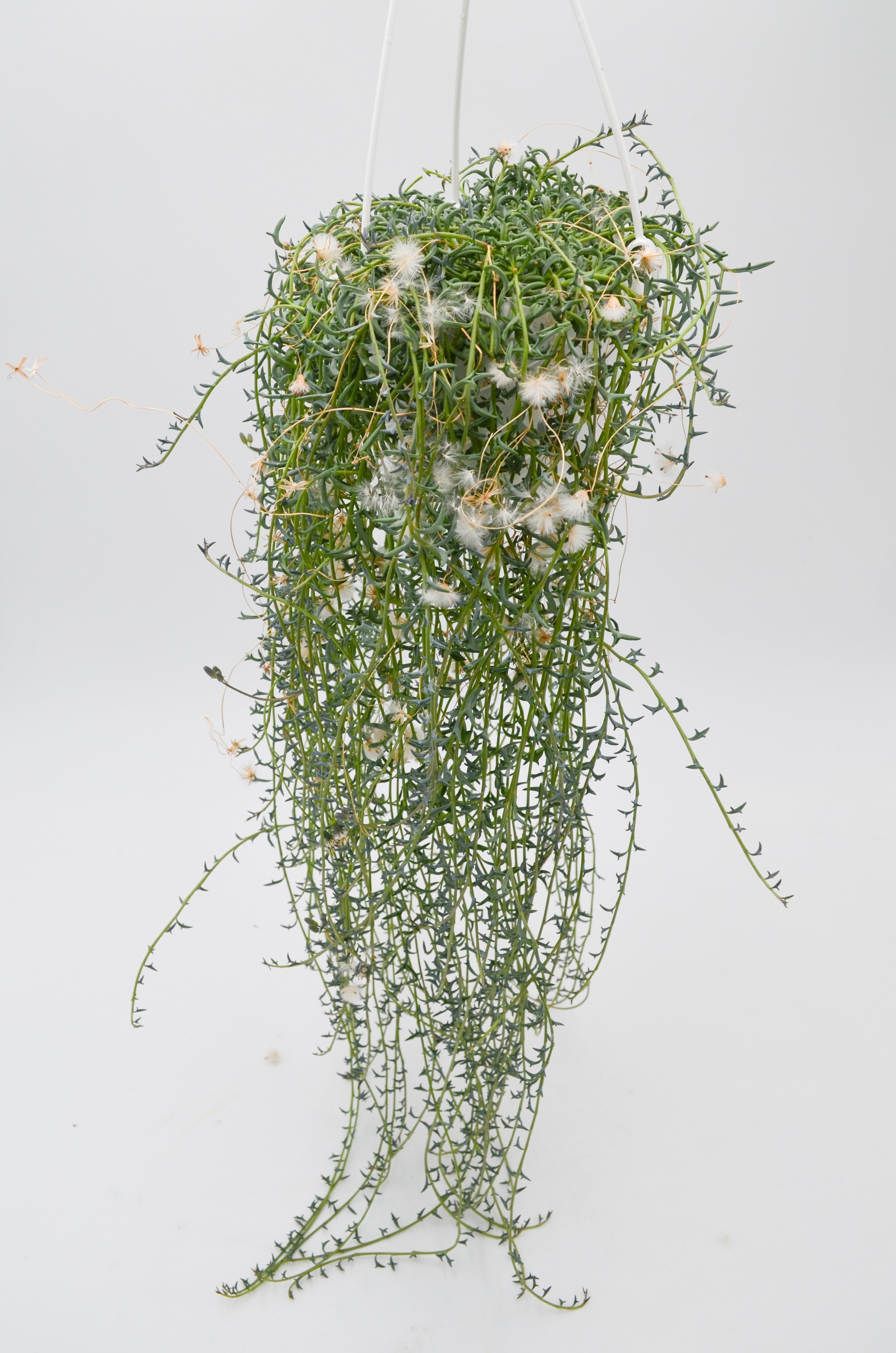 String of Dolphins (Senecio peregrinus)