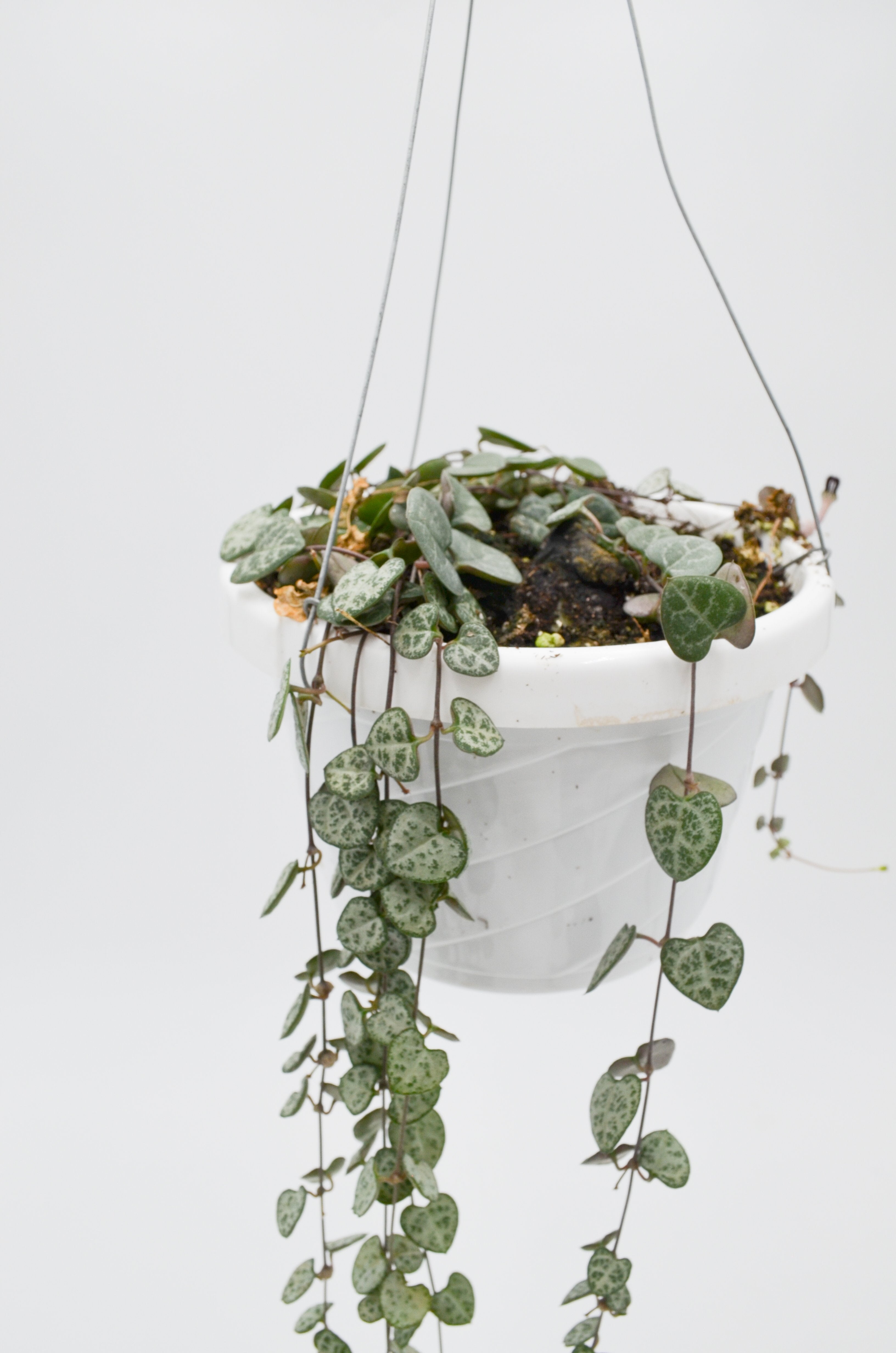 String of Hearts (Ceropegia woodi)