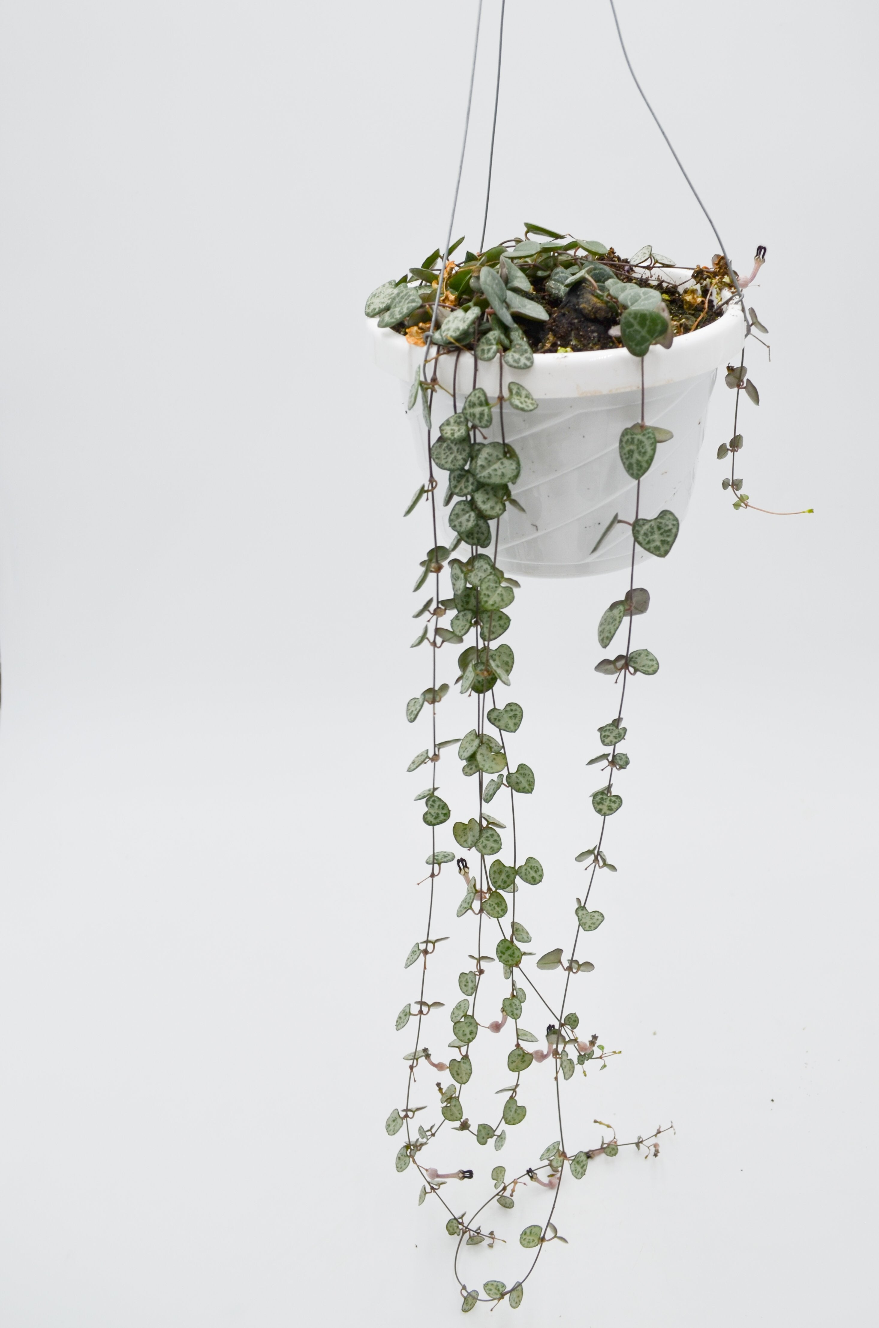 String of Hearts (Ceropegia woodi)