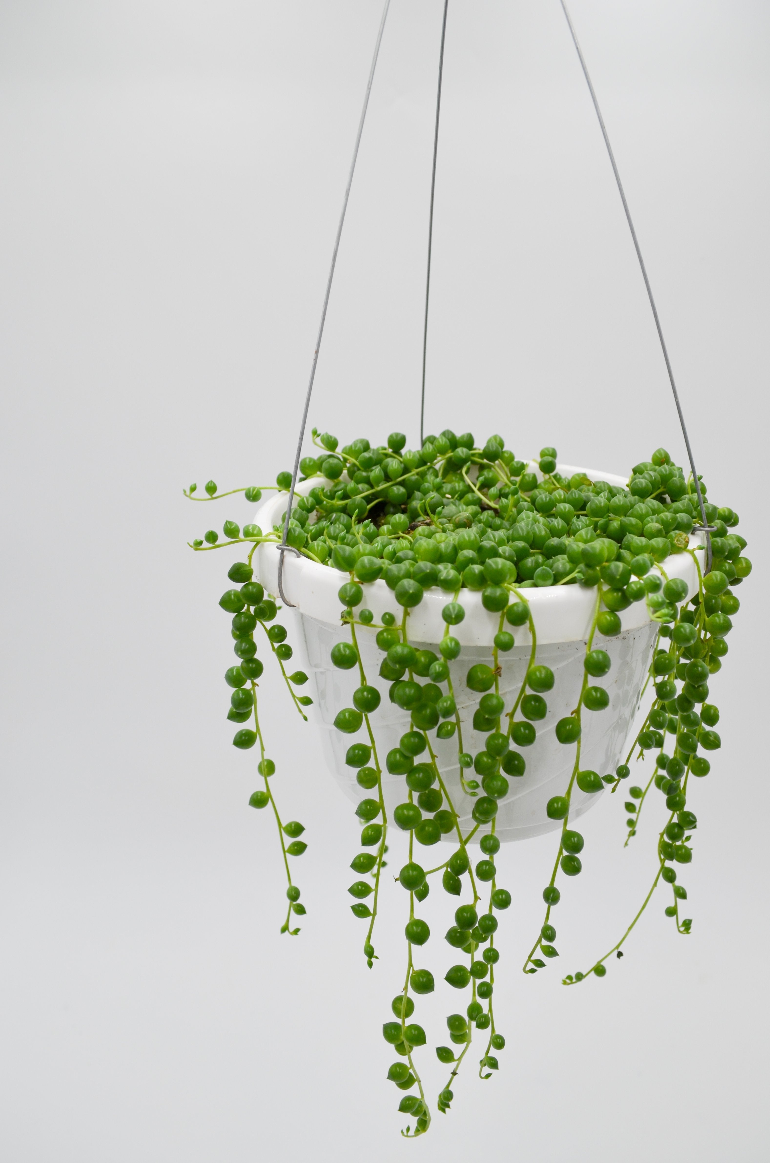 String of Pearls (Senecio rowleyanus)