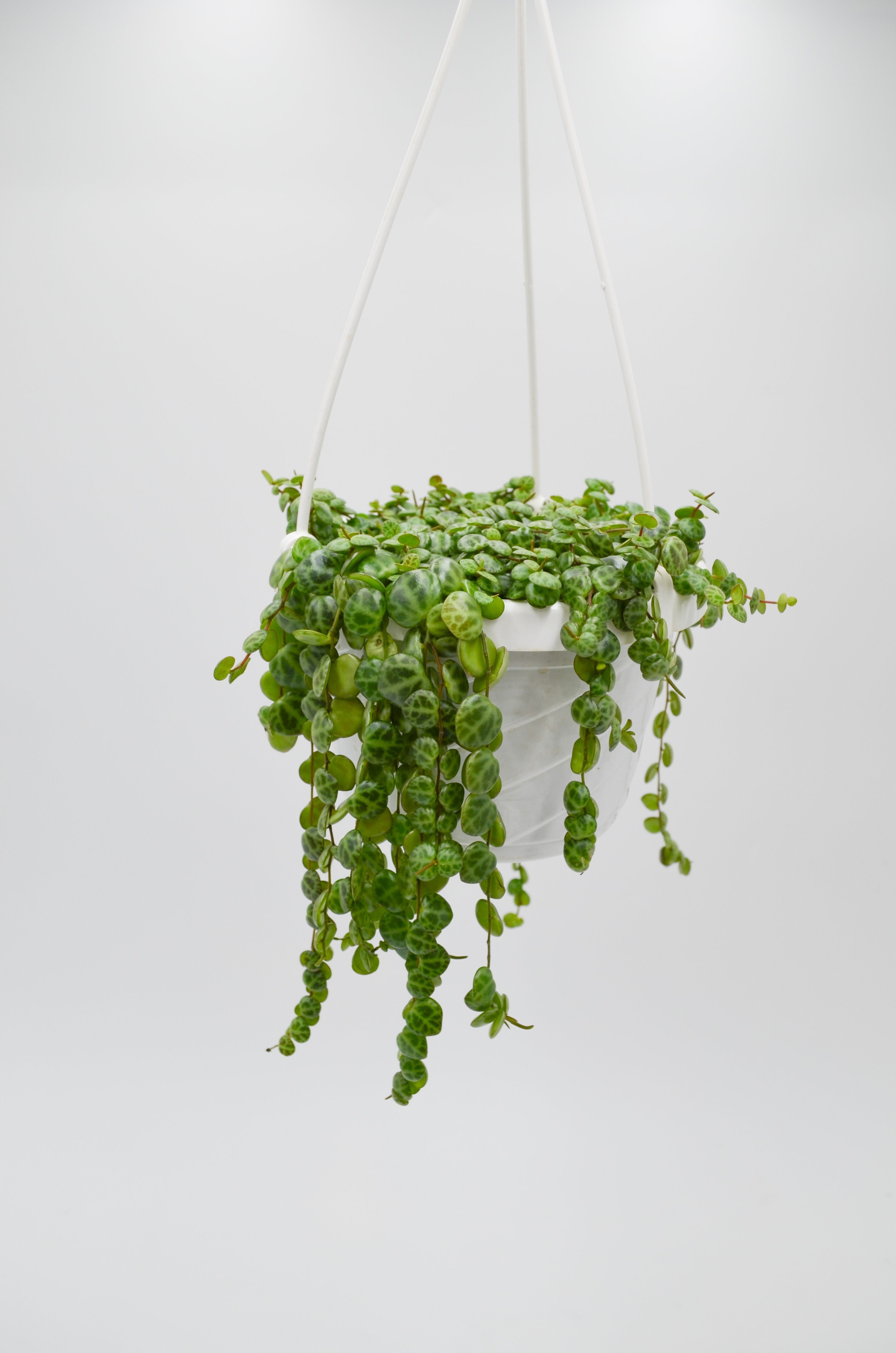 String of Turtles (Peperomia prostrata)