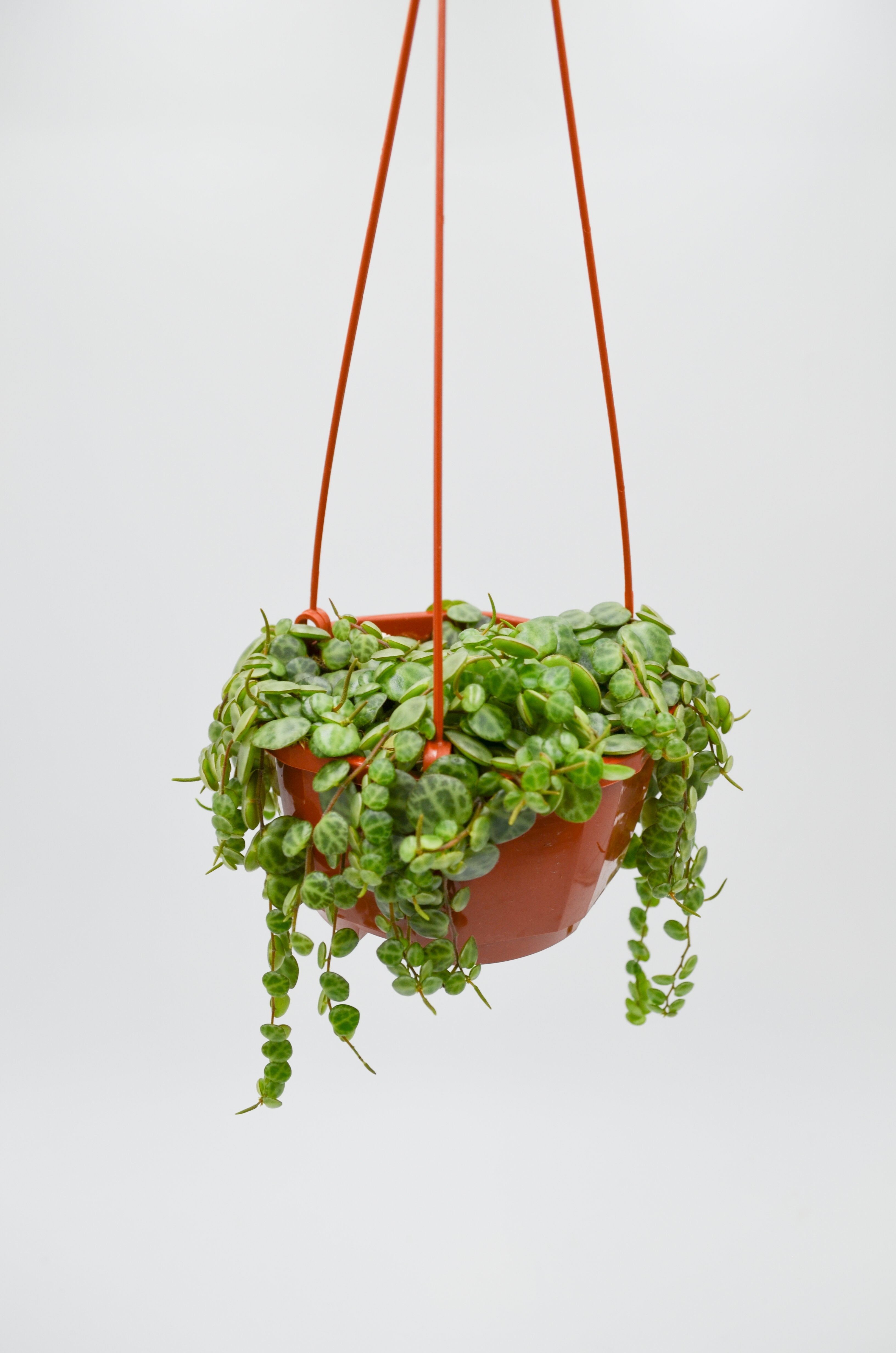 String of Turtles (Peperomia prostrata)