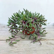 String of Pickles (Othonna capensis)