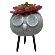 Faux 2 Tone Succulent In Planter - Owl