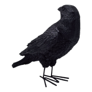 Fright Night Crow - Looking Behind