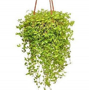 Green Callisia repens