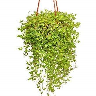 Green Callisia repens
