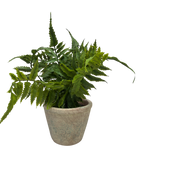 Faux Maidenhair Fern in a Cement Pot