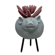 Faux Pink Succulent In Planter - Pig