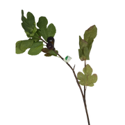 36-inch Faux Mediterranean Fig Branch