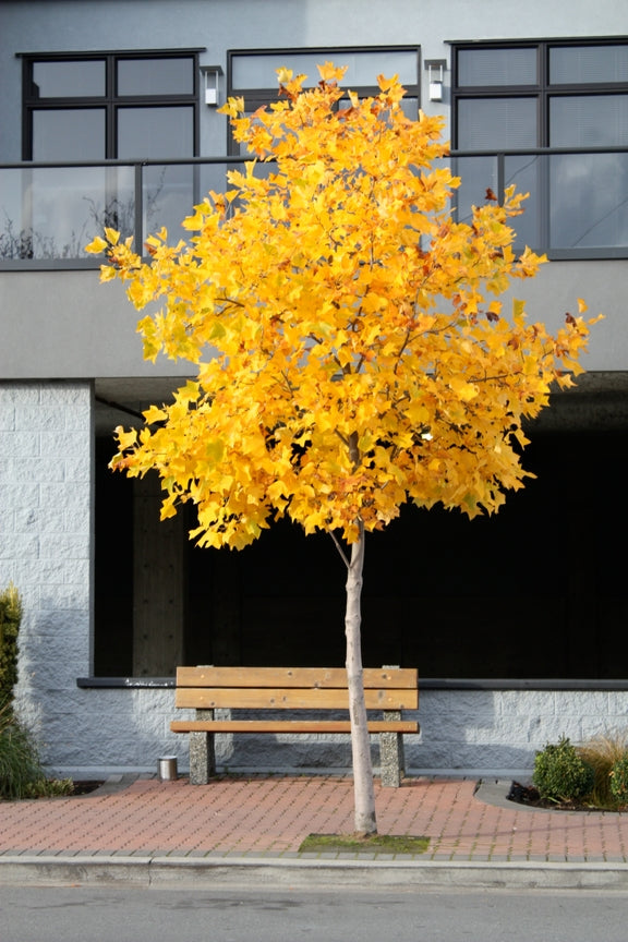 Tulip Poplar  Seed Grow Kit