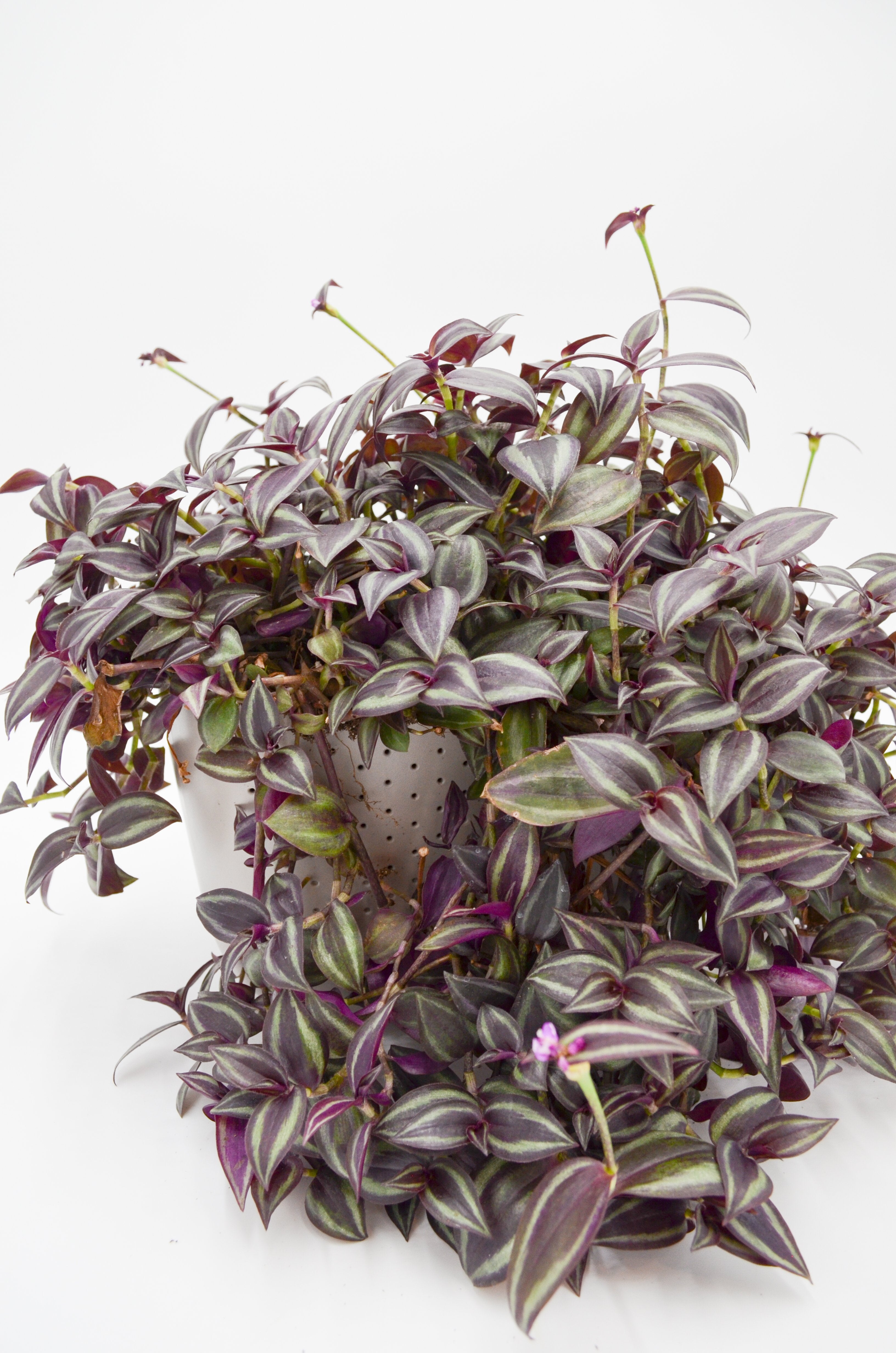 Tradescantia "Purple Zebra" (Tradescantia zebrina)