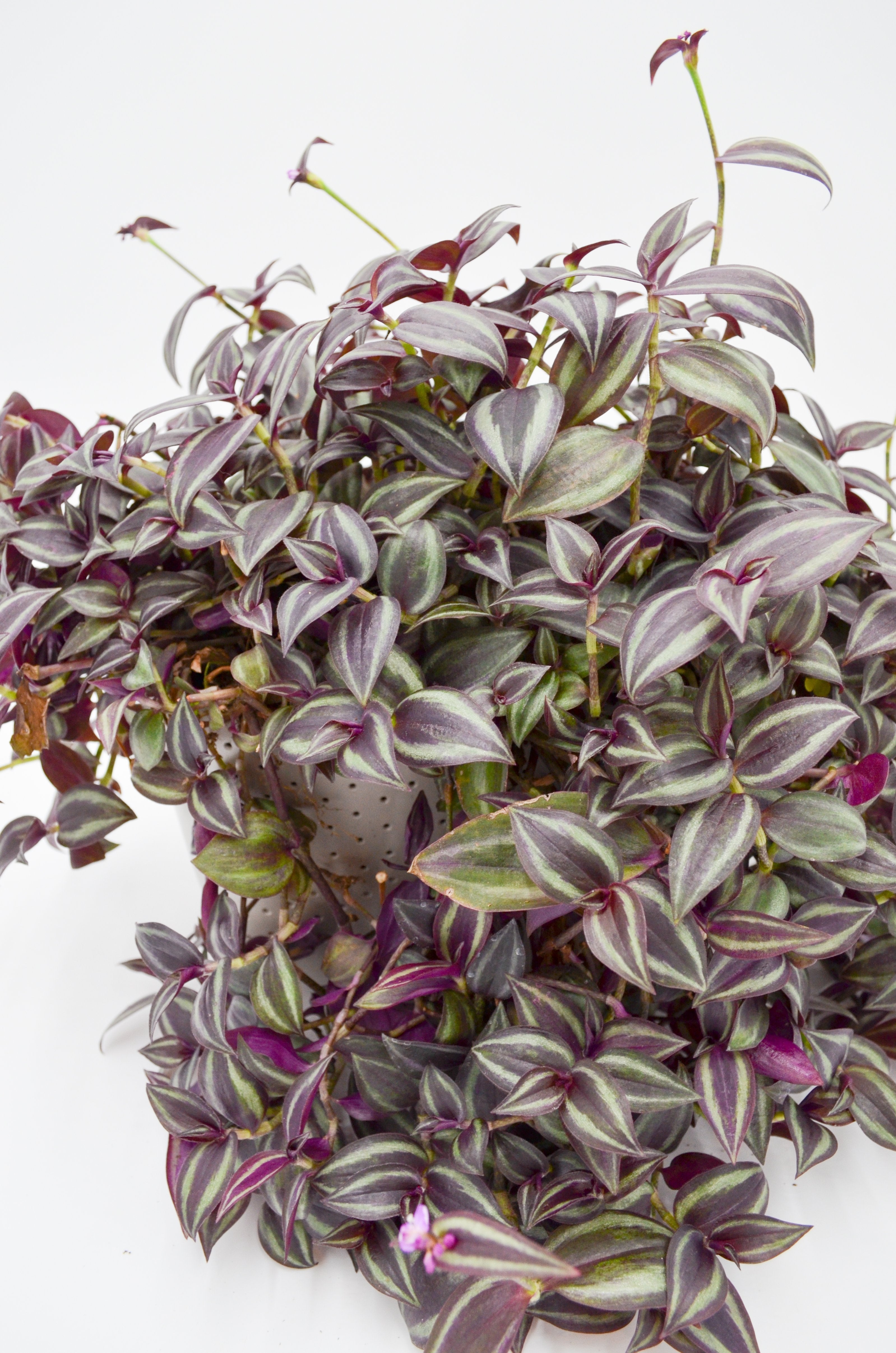 Sale! WallyGro Eco Planters (9 Colors Available)