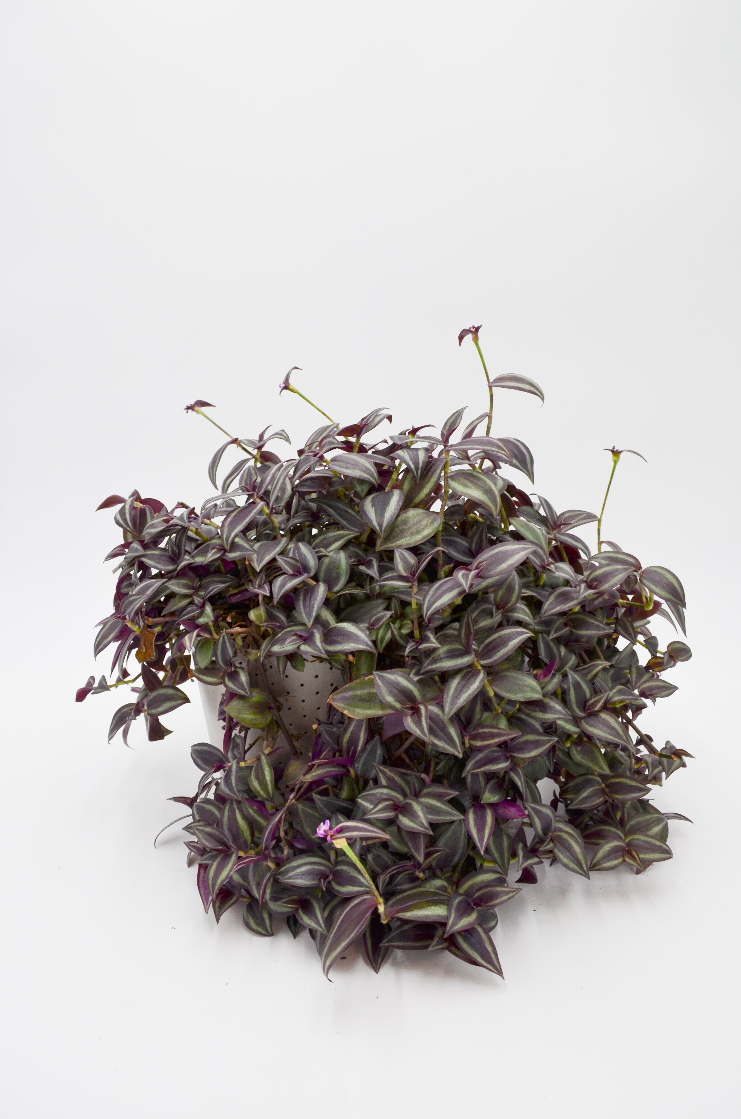Tradescantia "Purple Zebra" (Tradescantia zebrina)