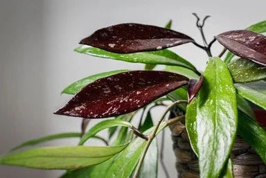 Hoya Pubicalyx