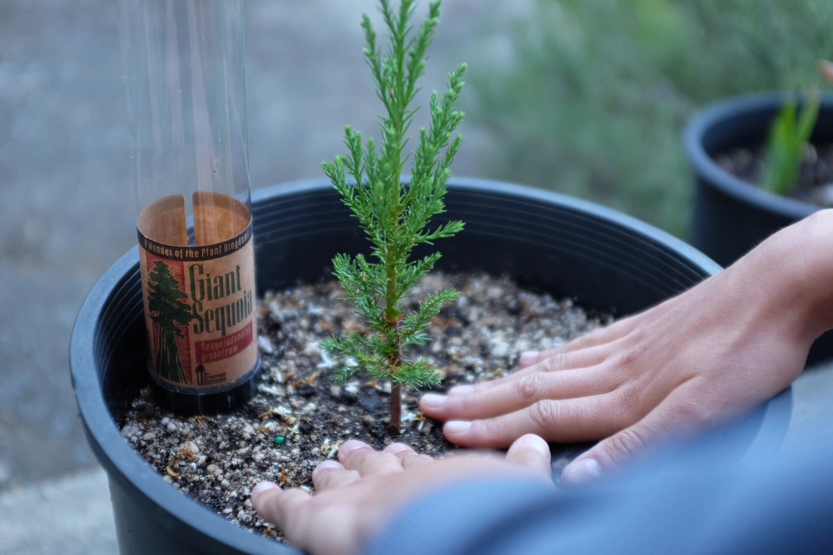 Grow your Own Christmas Tree - Giant Sequoia
