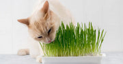 Cat Grass
