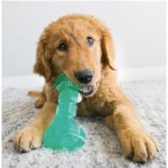 Dog Toy Kong Dental Squeeze by Homeportonline