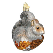 Old World Hungry Squirrel